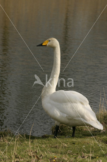 Wilde Zwaan (Cygnus cygnus)