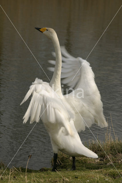 Wilde Zwaan (Cygnus cygnus)