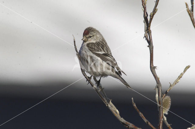 Witstuitbarmsijs (Carduelis hornemanni)