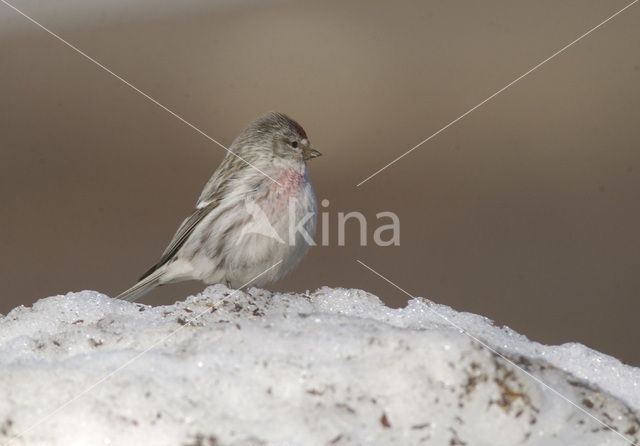 Witstuitbarmsijs (Carduelis hornemanni)