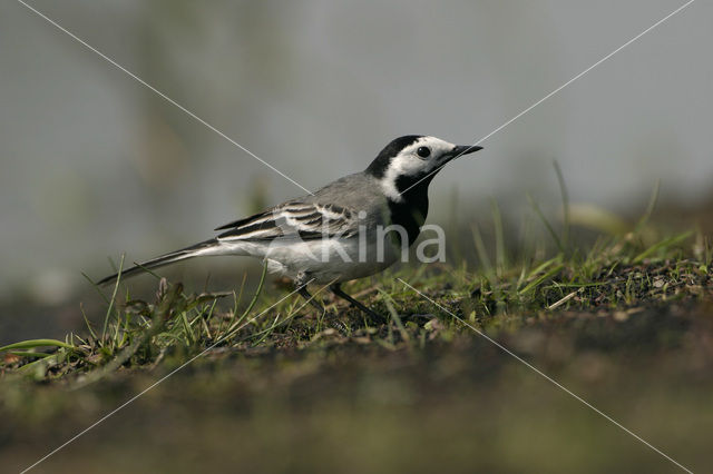 Witte Kwikstaart (Motacilla alba)