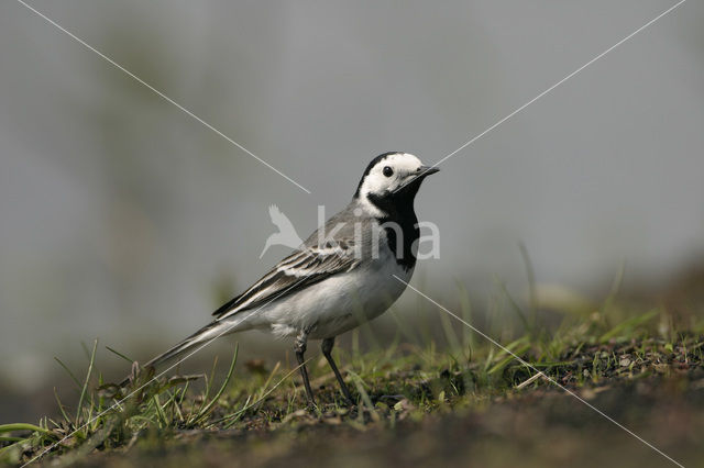 Witte Kwikstaart (Motacilla alba)