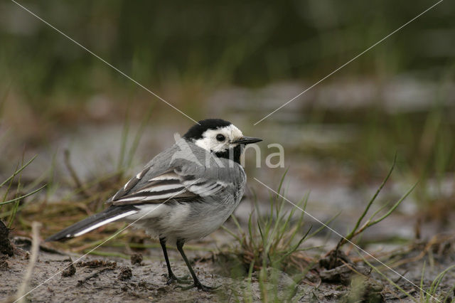 Witte Kwikstaart (Motacilla alba)