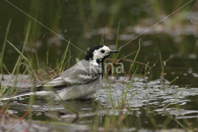 Witte Kwikstaart (Motacilla alba)