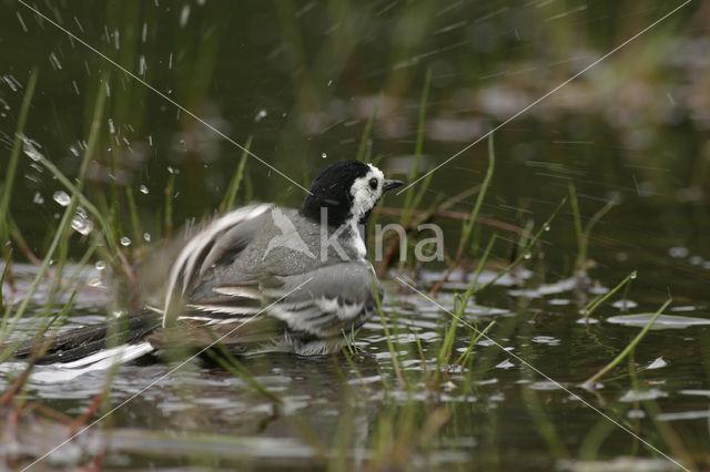 Witte Kwikstaart (Motacilla alba)