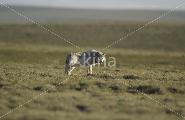 Wolf (Canis lupus)