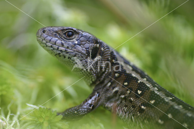 Zandhagedis (Lacerta agilis)