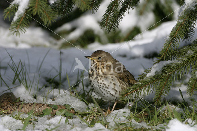 Zanglijster (Turdus philomelos)