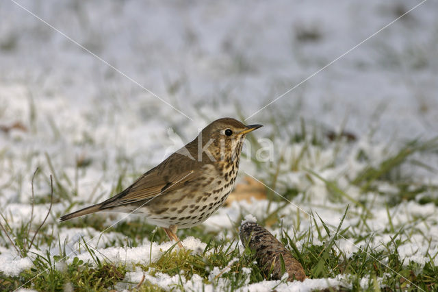 Zanglijster (Turdus philomelos)