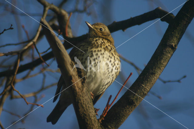 Zanglijster (Turdus philomelos)