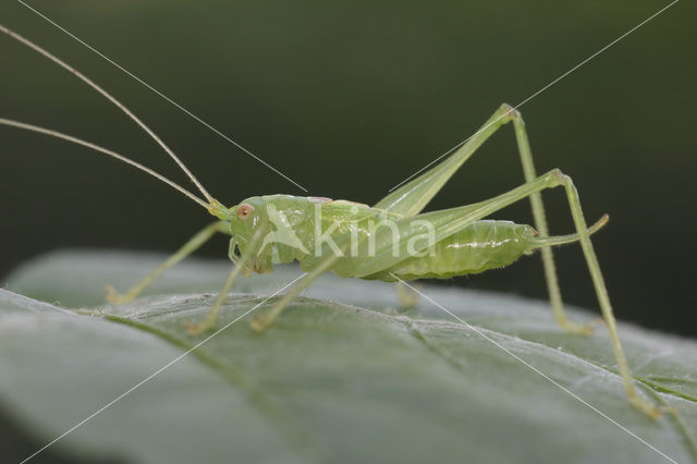 Zuidelijke boomsprinkhaan (Meconema meridionale)