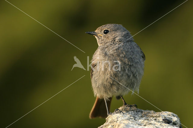 Zwarte Roodstaart (Phoenicurus ochruros)