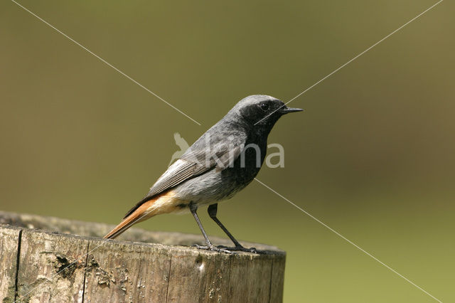 Zwarte Roodstaart (Phoenicurus ochruros)