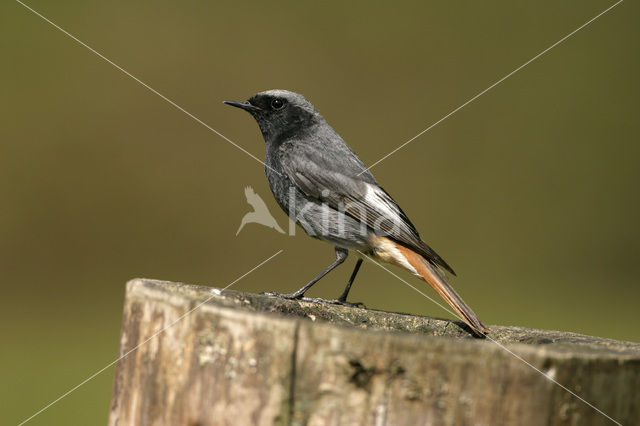 Zwarte Roodstaart (Phoenicurus ochruros)