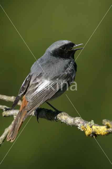 Zwarte Roodstaart (Phoenicurus ochruros)