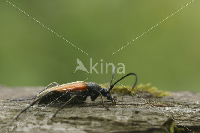 Zwartstreepsmalbok (Stenurella melanura)