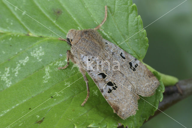 Zwartvlekwinteruil (Conistra rubiginosa)