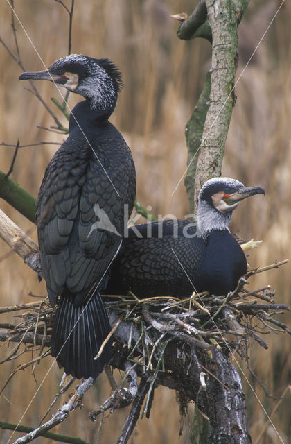 Aalscholver (Phalacrocorax carbo)