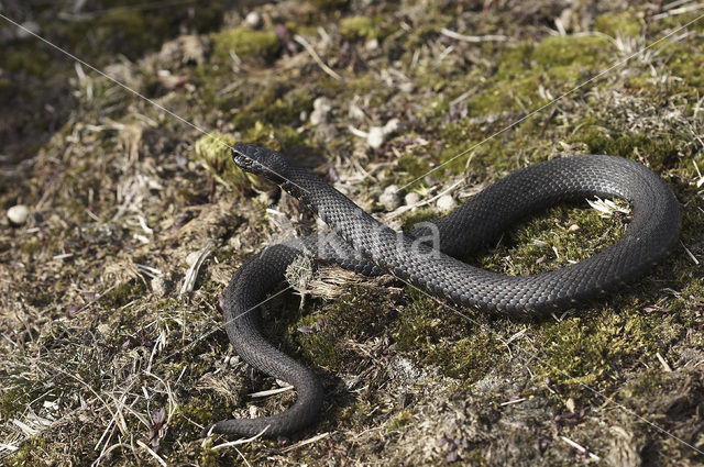 Adder (Vipera berus)