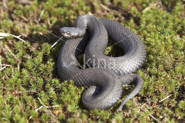 Adder (Vipera berus)