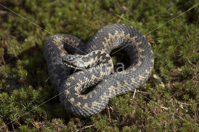 Adder (Vipera berus)