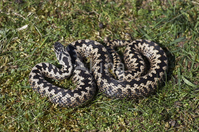 Adder (Vipera berus)