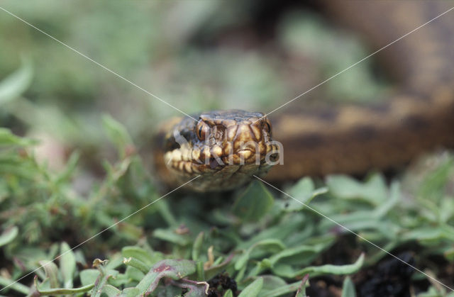 Adder (Vipera berus)