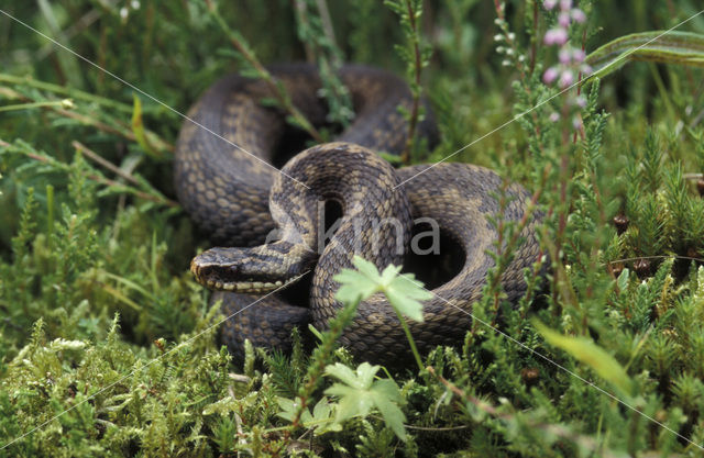 Adder (Vipera berus)