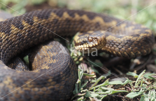 Adder (Vipera berus)