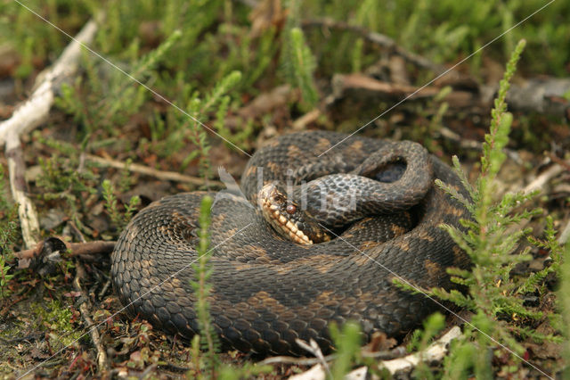 Adder (Vipera berus)