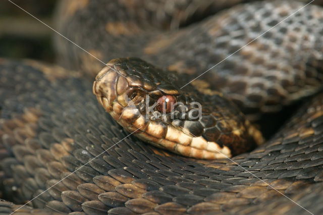 Adder (Vipera berus)