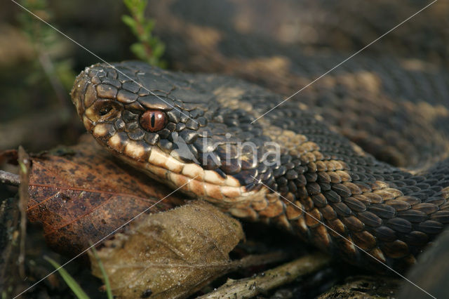 Adder (Vipera berus)