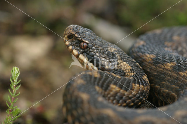 Adder (Vipera berus)