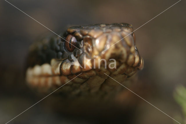 Adder (Vipera berus)