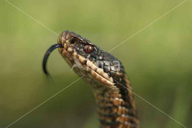 Adder (Vipera berus)