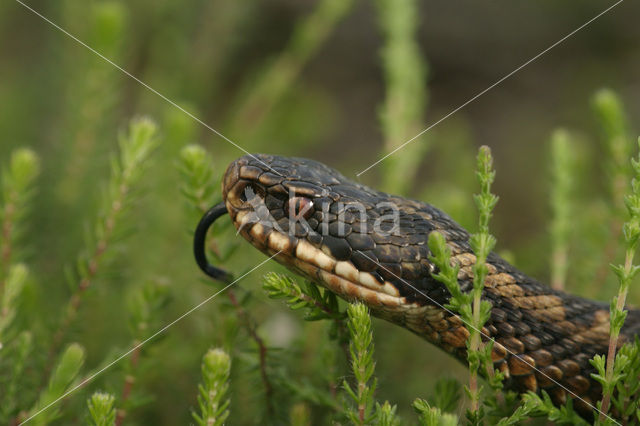 Adder (Vipera berus)