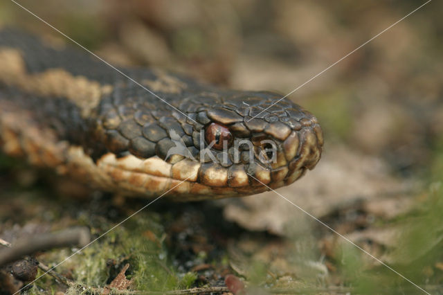 Adder (Vipera berus)