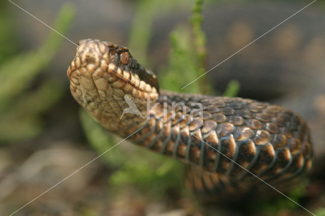 Adder (Vipera berus)