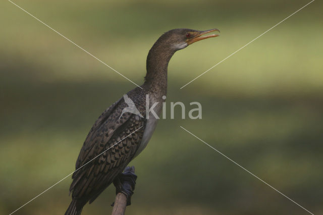 Afrikaanse Aalscholver (Phalacrocorax africanus)