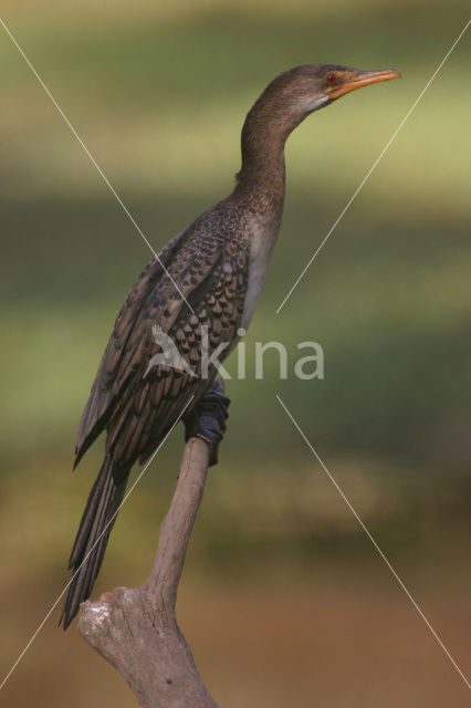 Afrikaanse Aalscholver (Phalacrocorax africanus)