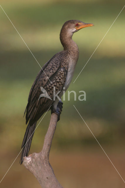 Afrikaanse Aalscholver (Phalacrocorax africanus)