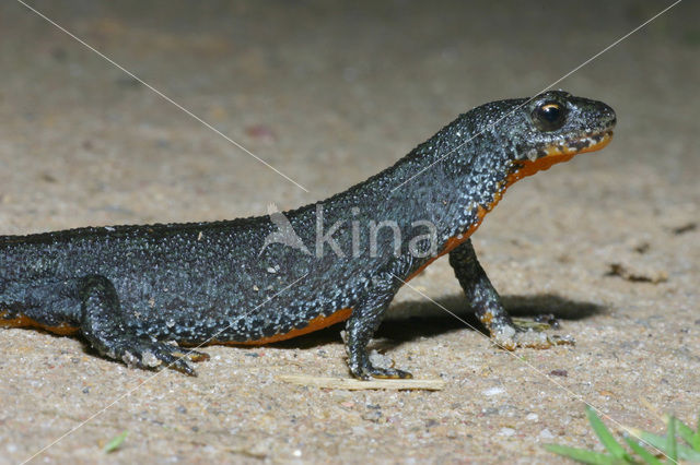 Alpenwatersalamander