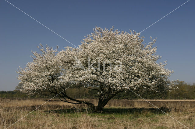 Amerikaans krentenboompje (Amelanchier lamarckii)