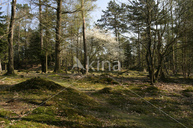 Amerikaans krentenboompje (Amelanchier lamarckii)