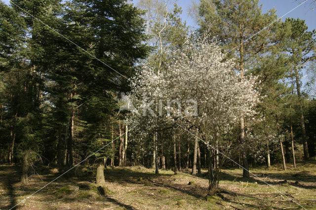 Amerikaans krentenboompje (Amelanchier lamarckii)