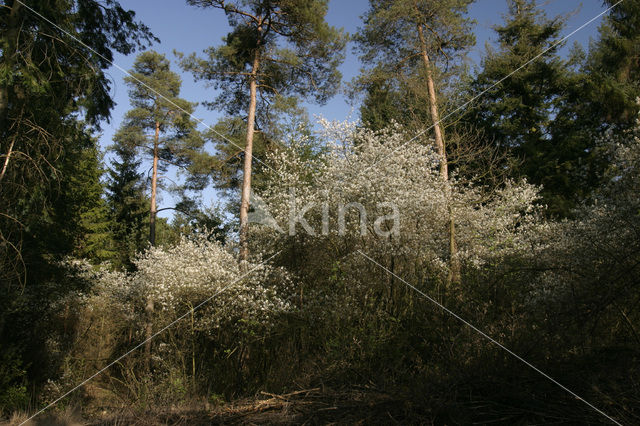 Amerikaans krentenboompje (Amelanchier lamarckii)