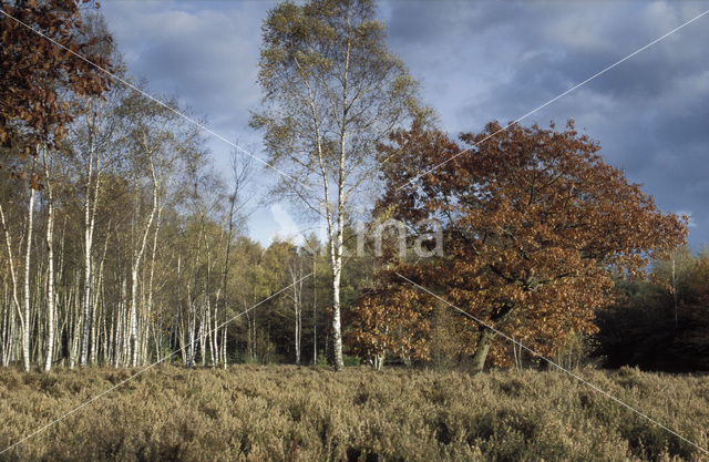 Amerikaanse eik (Quercus rubra)