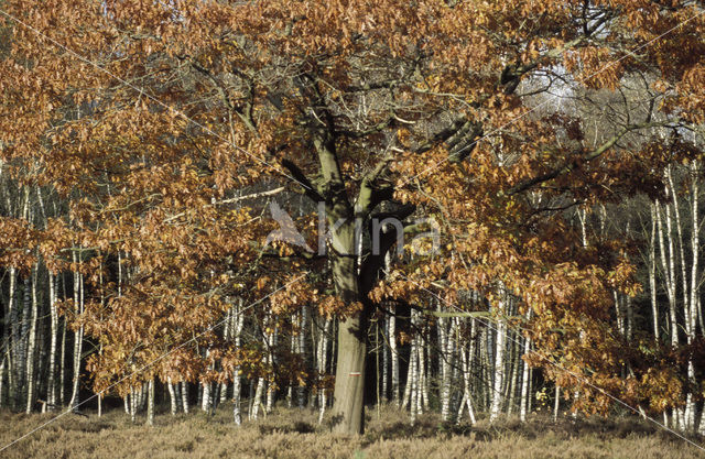 Amerikaanse eik (Quercus rubra)