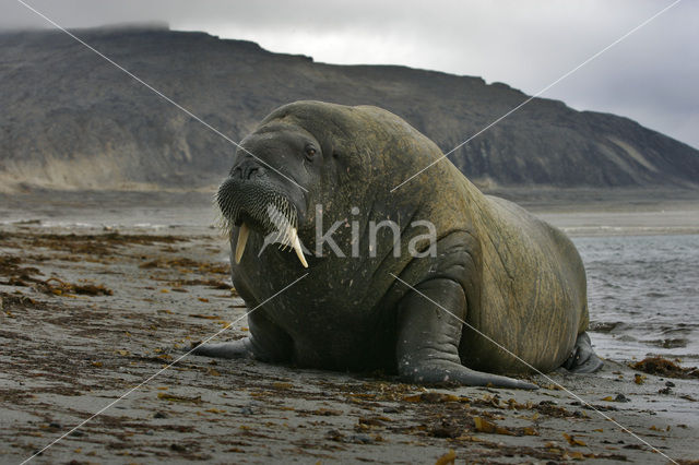 Atlantische walrus (Odobenus rosmarus rosmarus)