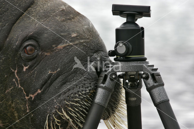 Atlantische walrus (Odobenus rosmarus rosmarus)